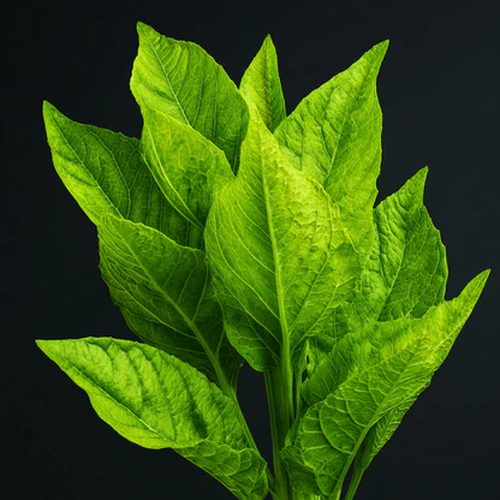 tobacco