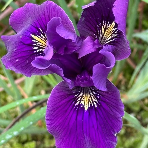  Iris