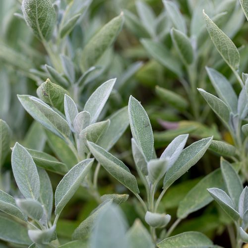 Sage
